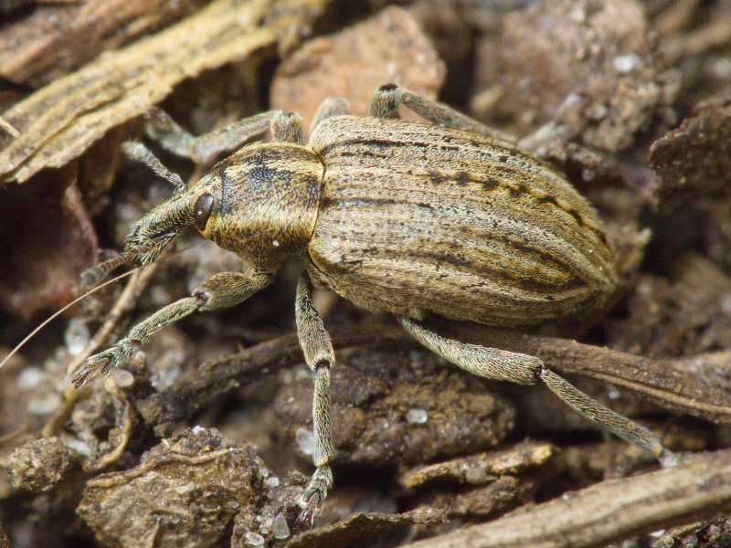 Hypera (Hypera) arator (Linnaeus, 1758)